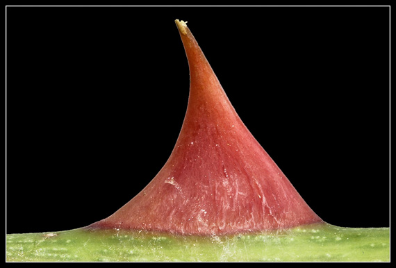 Rosendorn